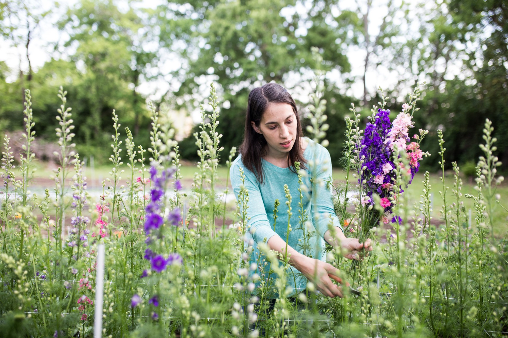 Sarah Jo harvesting larkspur