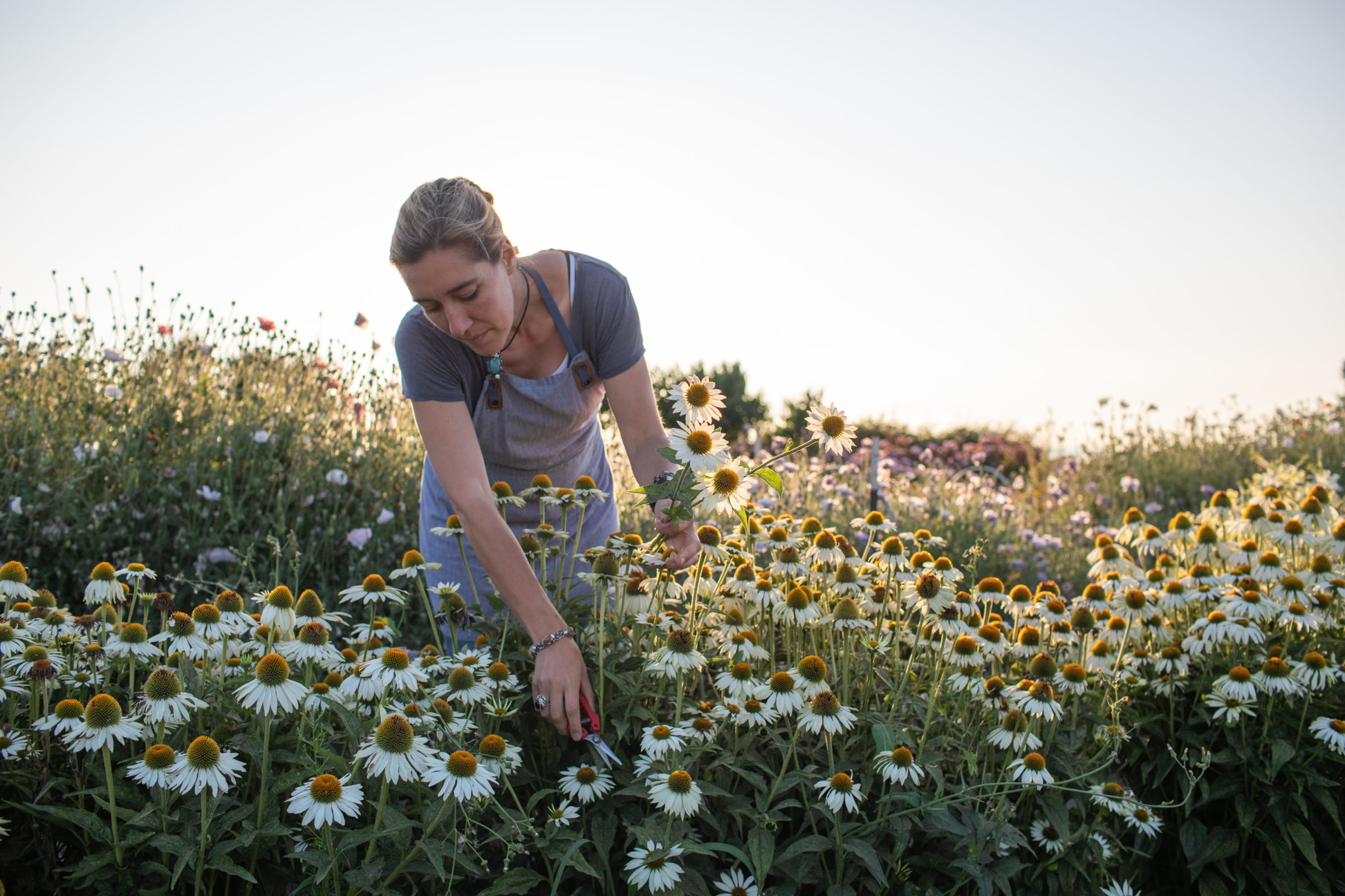 Erin Benzakein harvesting flowers