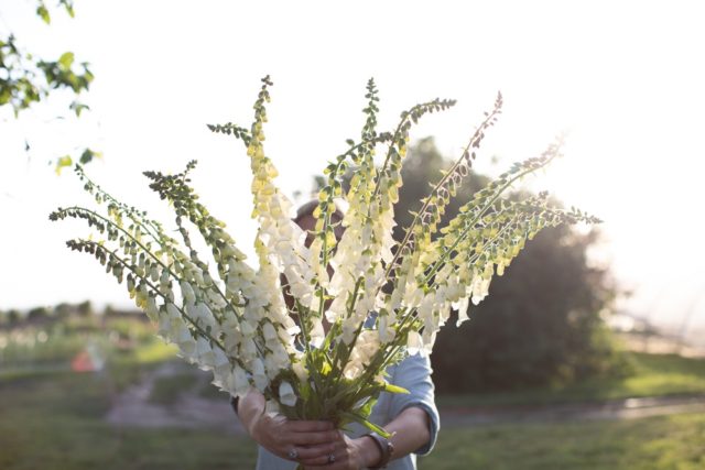 Foxglove 'Alba''Alba'