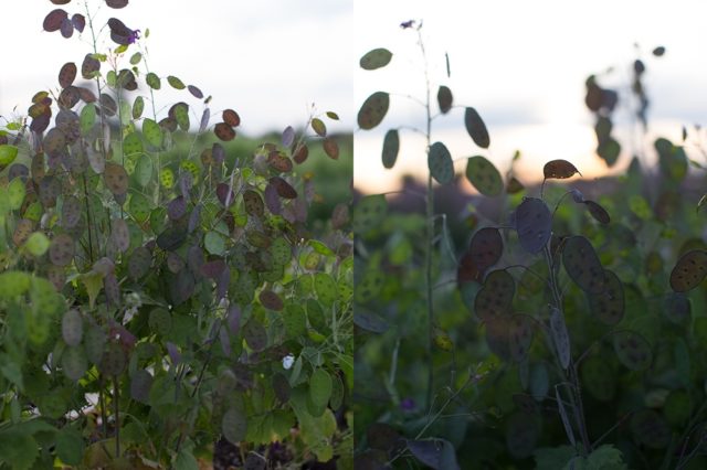 Dinheiro planta no campo