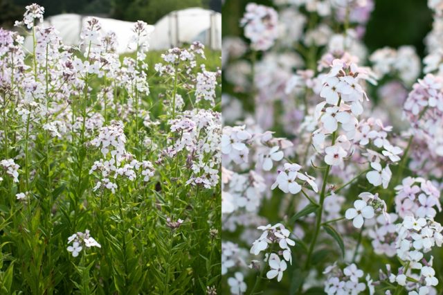 Sweet Rocket 'Pale Lavender''Pale Lavender'