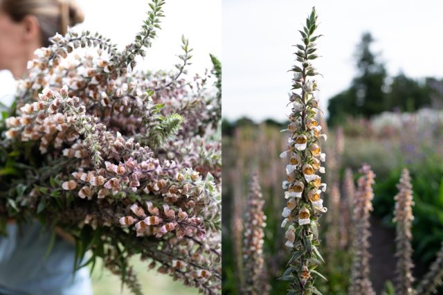 Foxglove 'Cafe Cream''Cafe Cream'