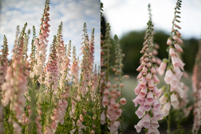 Rævehane 'Abrikosskønhed''Apricot Beauty'