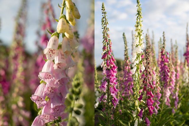 Foxglove'Excelsior''Excelsior'