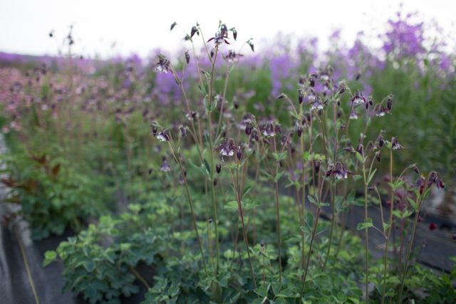 Columbine i fält