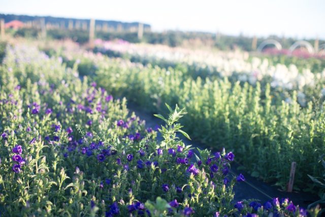 Canterbury Bells im Feld