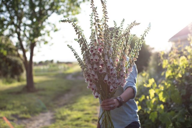 Foxglove 'Sutton's Pam''Sutton's Pam'