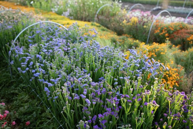 Short Stem Dried Lavender Melissa - Purple Prairie Lavender Farm LLC