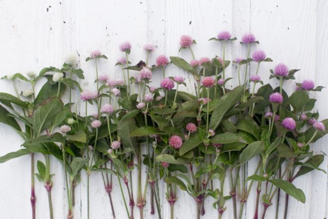 Short Stem Dried Lavender Melissa - Purple Prairie Lavender Farm LLC