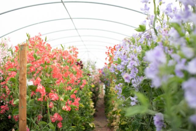 Sweet peas growing in the Floret greenhouse