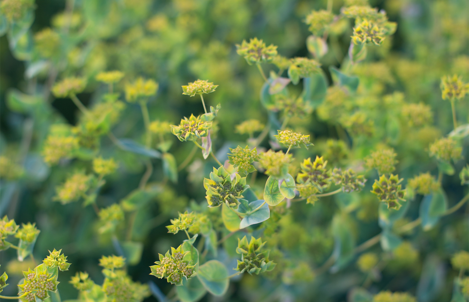 Easytogrow Hardy Annuals Floret Flowers