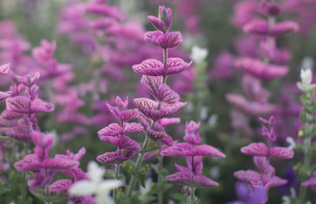 Clary sage growing