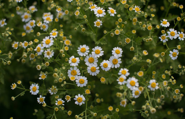 Dried Small Daisy Flower with Container, Tiny Queen Anne Lace