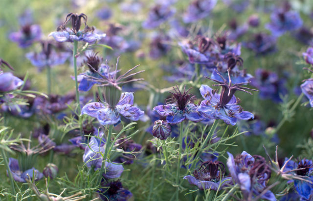 Love-in-a-mist growing