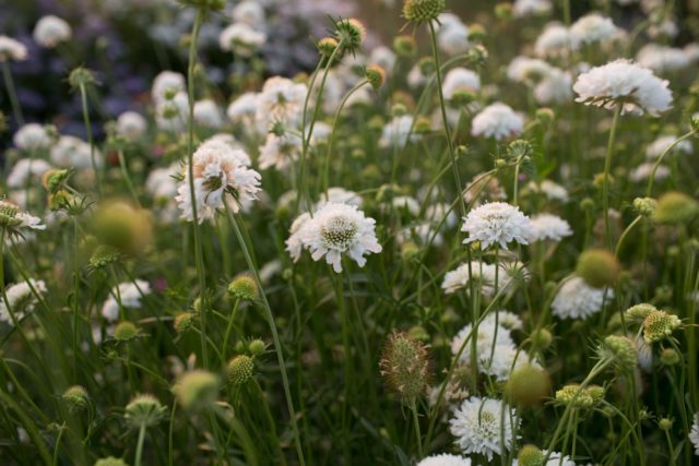 Snowmaiden pincushion flower