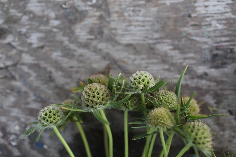 Scabiosa pods