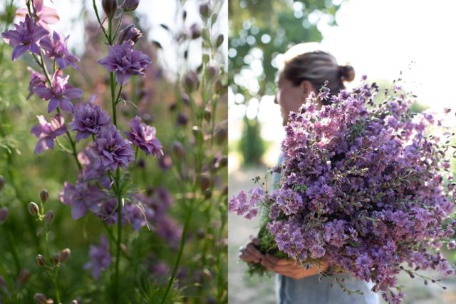 'Earl Grey' larkspur