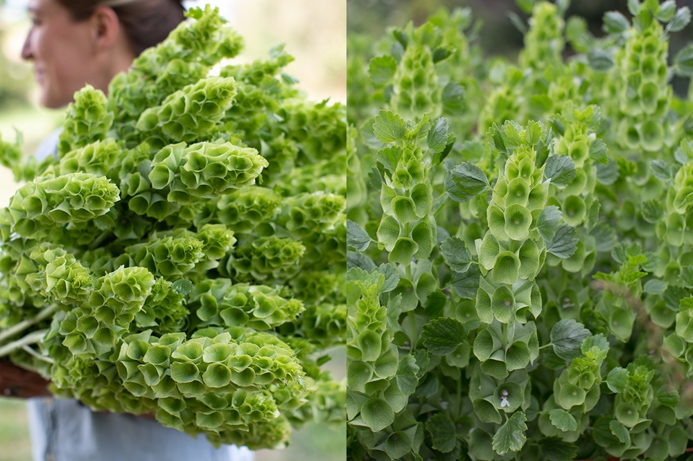 Easytogrow Hardy Annuals Floret Flowers