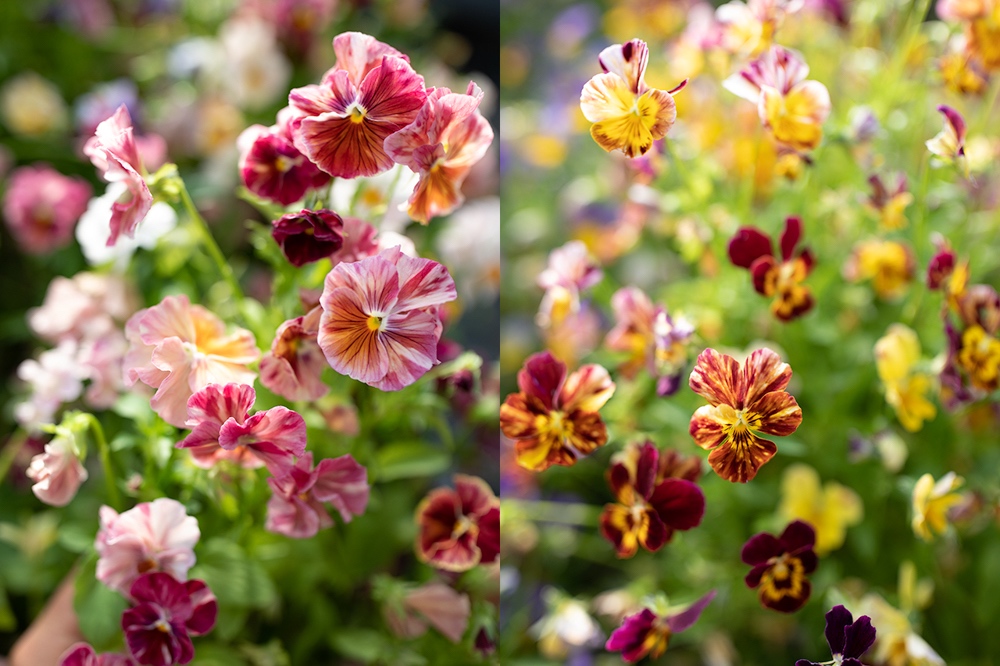 Easytogrow Hardy Annuals Floret Flowers