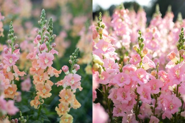 'Chantilly' snapdragons