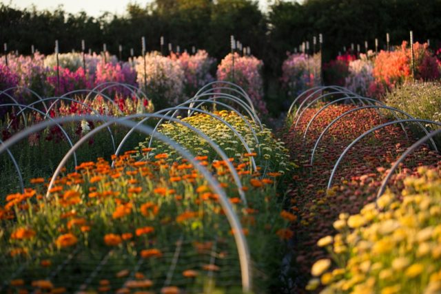 Easy To Grow Hardy Annuals Floret Flowers