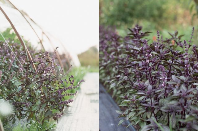 Purple basil