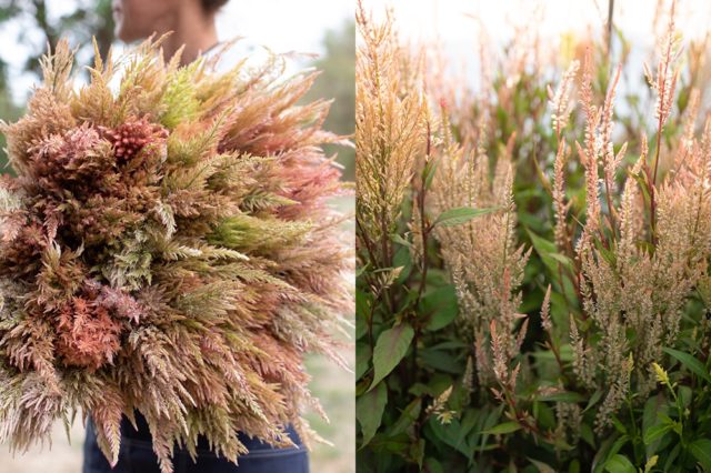 Plume celosia