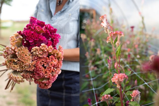 Bouquet of celosia flowers