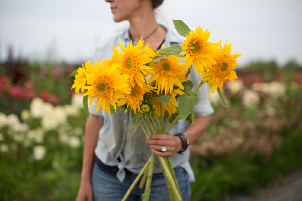 Sunflower fresh cut shop flowers