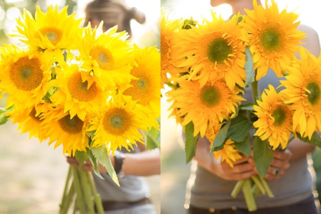 Sunflowers ProCut Gold & Greenburst