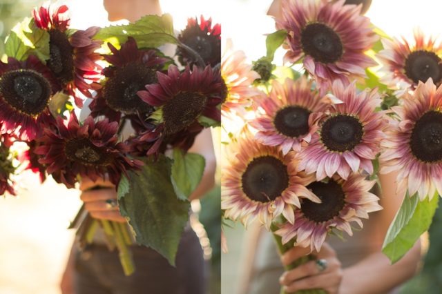 Sunflowers with red petals