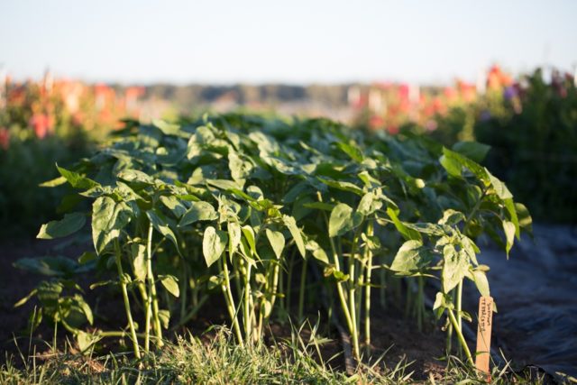 Sunflowers in field