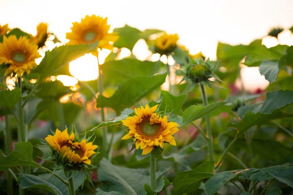 Favorite Sunflowers for Cutting Floret Flowers