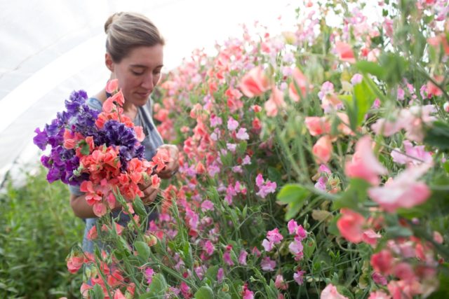 Success With Sweet Peas Floret Flowers