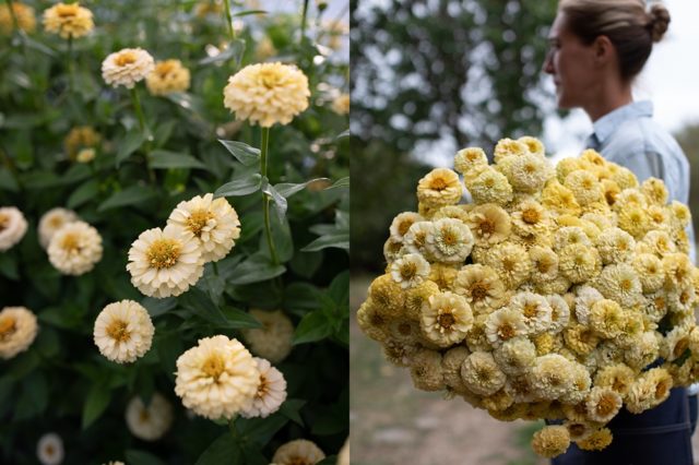 Ivory zinnias