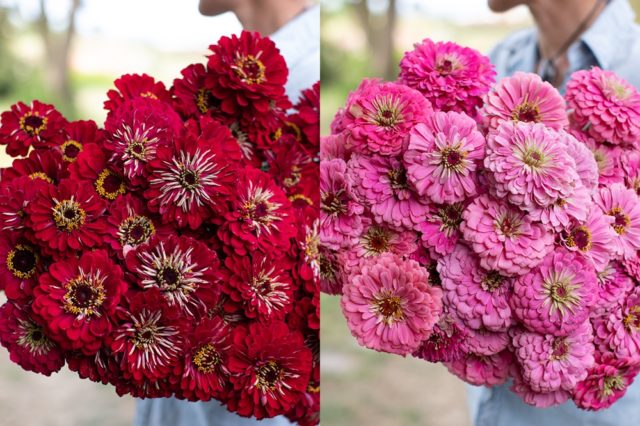 Red and pink zinnias