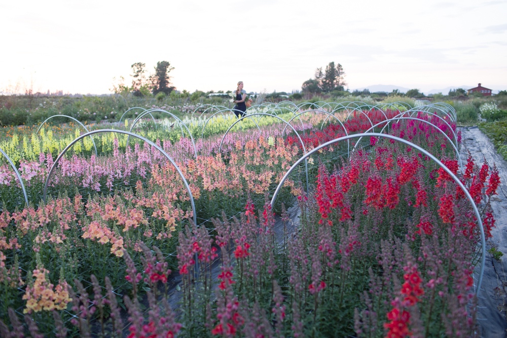 Find local flowers for Mother’s Day through Floret's FarmerFlorist