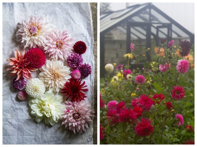 Clare Nolan greenhouse