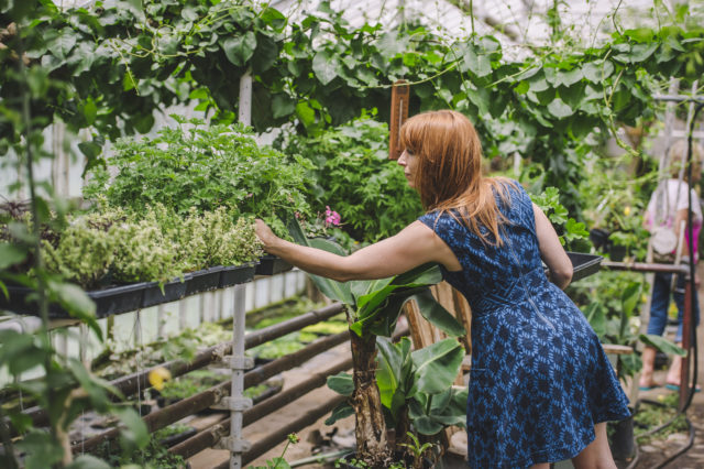 Susan McLeary greenhouse