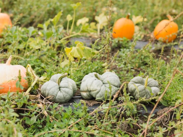 Heirloom pumpkins in a field