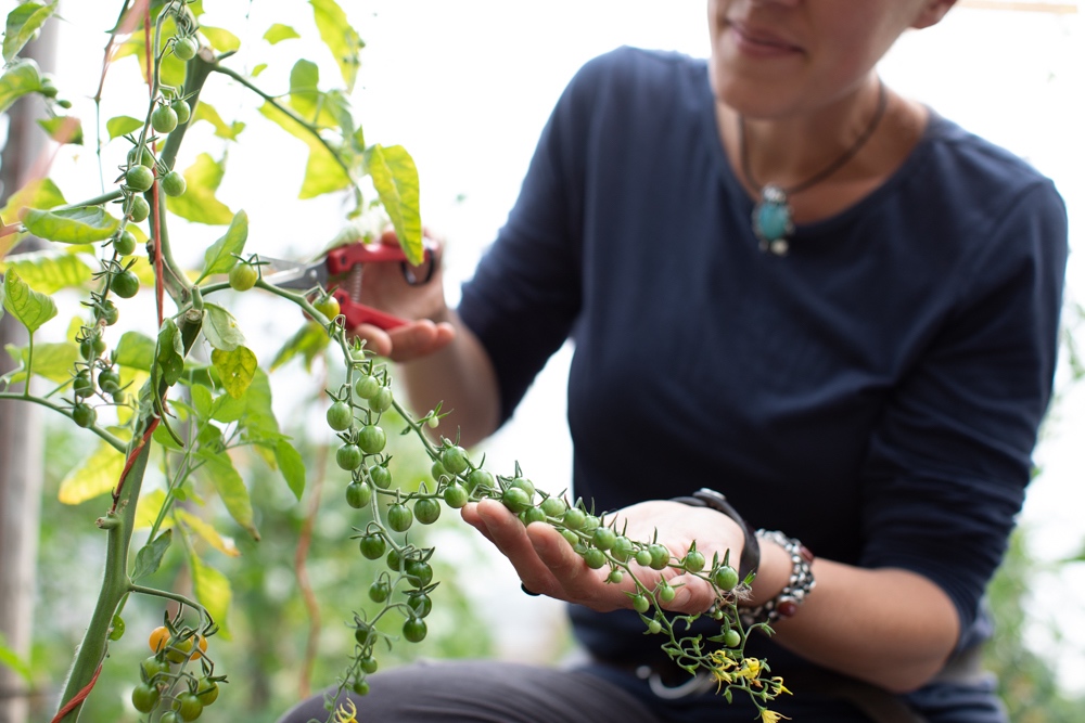Harvesting tomatoes for floral design at Floret