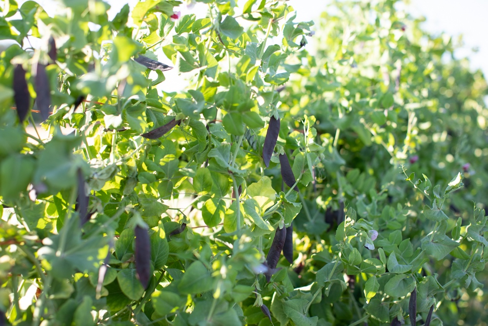 Peas growing at Floret