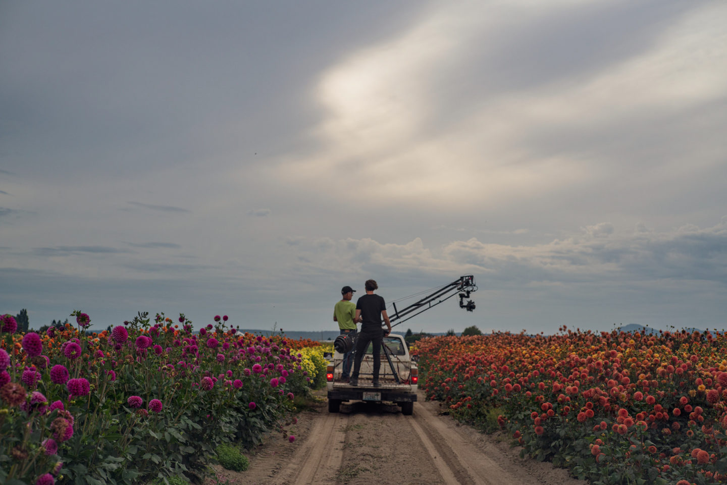 Filming the dahlia field for the Floret documentary on new Magnolia network 