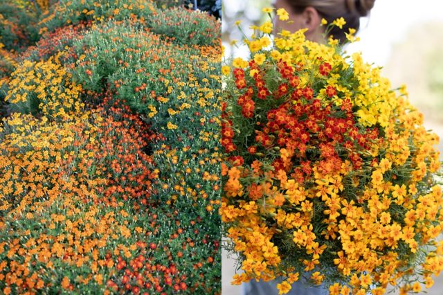 Collage of marigold flowers