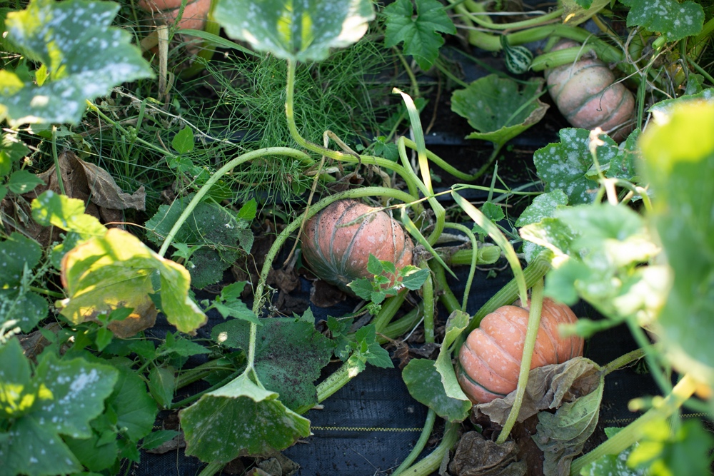 Ornamental squash and pumpkins growing