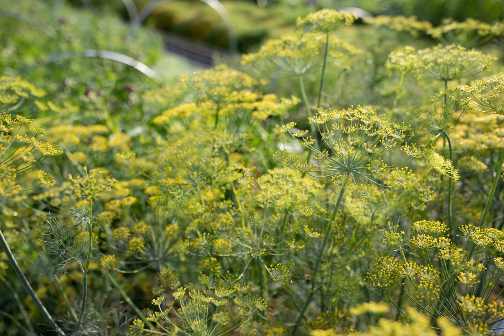 Dill 'Bouquet' 