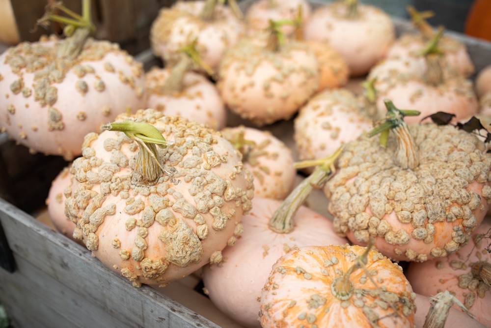 Ornamental squash and funky pumpkins