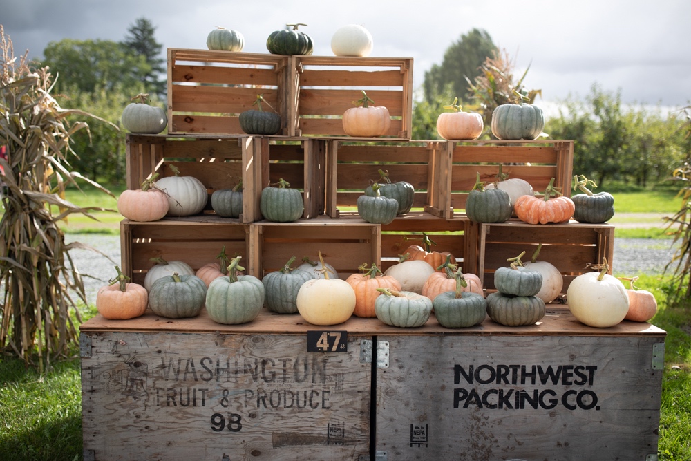Ornamental squash and pumpkins in Washington