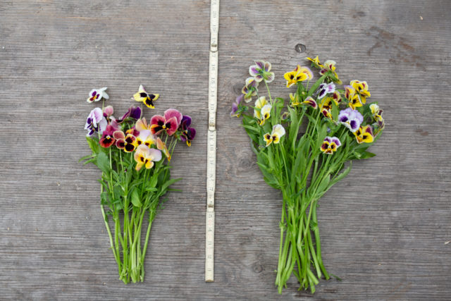 Pansy stem length