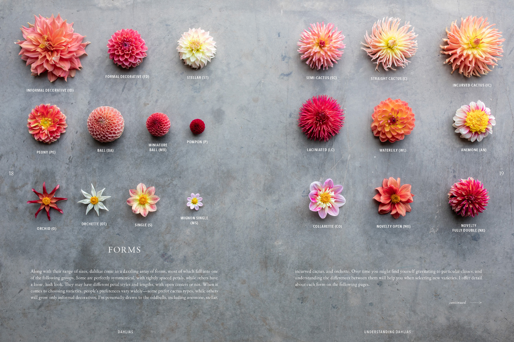 A page from Floret Farm's Discovering Dahlias